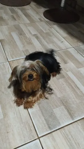 Yorkshire micro Terrier