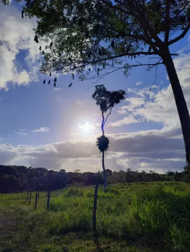 FAZENDA 105 HECTARES SUL DA BAHIA! MULTIPLAS APTIDÕES!!!!!!