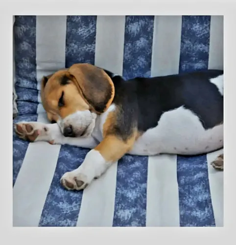 Beagle Um companheiro para colecionar momentos felizes