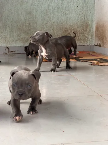 Cachorro American Bully