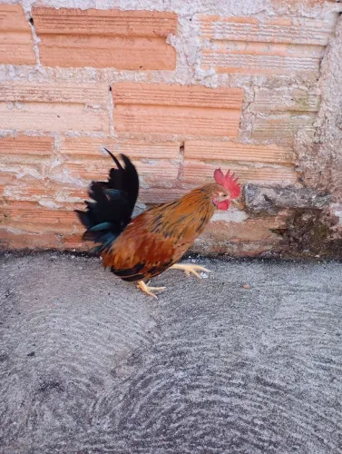 galinho de raça..