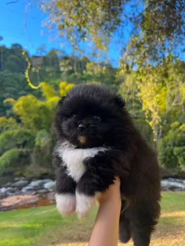 Spitz alemão 