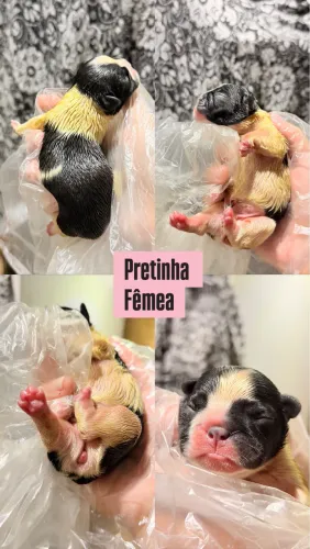 Filhote Bulldog Francês Fêmea 
