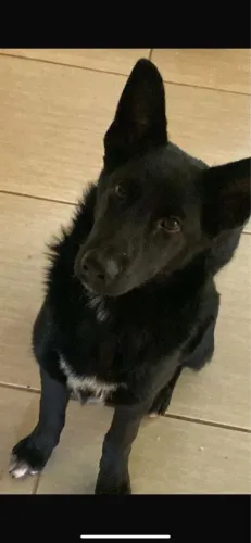 Estou Doando essa cachorra