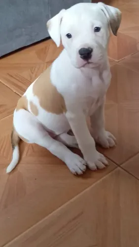 Cachorro pitbull