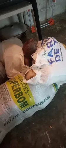3 SACOS DE COCO SECO COM CASCA