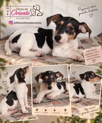 Jack russel macho Insta gram @filhotesfloresdooriente