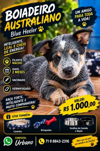 LINDO FILHOTE DE BOIADEIRO AUSTRALIANO - BLUE HEELER