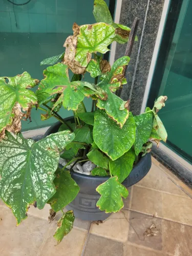 Planta