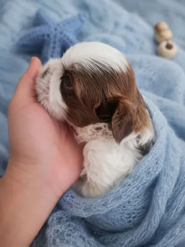 Shih tzu a pronta entrega com pedigree