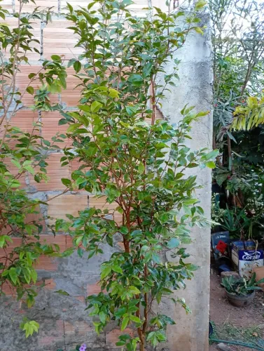 Vendo mudas de Jabuticaba híbrida produzindo