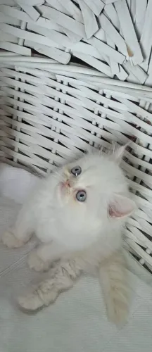 Filhote de gato persa macho