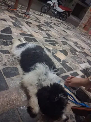 Filhote de poodle com shih tzu