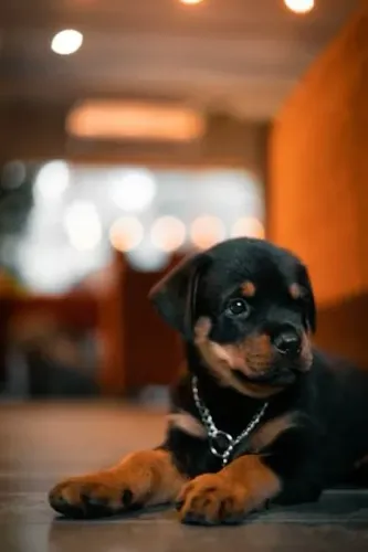 Rottweiler Um filhotinho com carinho que transborda