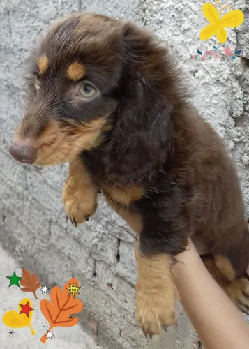 Basset salsichinha Pelo Longo