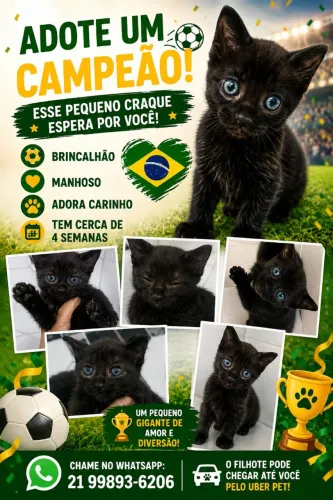 Doação gato filhote