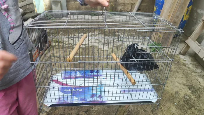Vendo Gaiola Grande para Pássaros ?