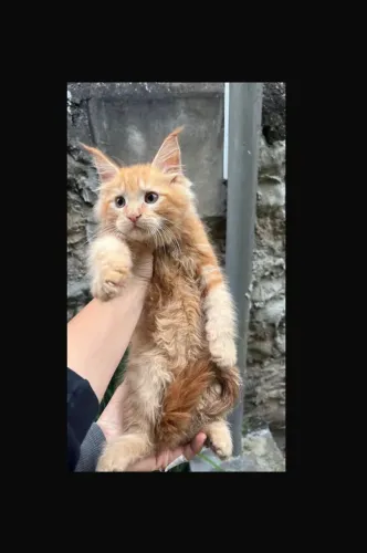 Gato filhote Maine coon _ gato gigante _ ler informações 