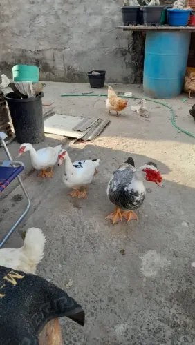Vendo pato