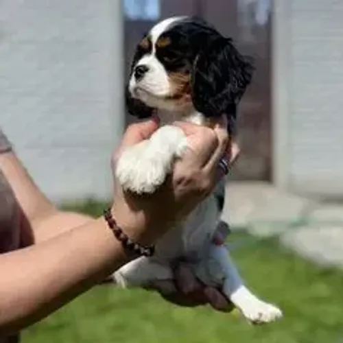 Cavalier King Charles Spaniel,Cavalier King Charles Spaniel Filhote Linda Linhagem Disponí