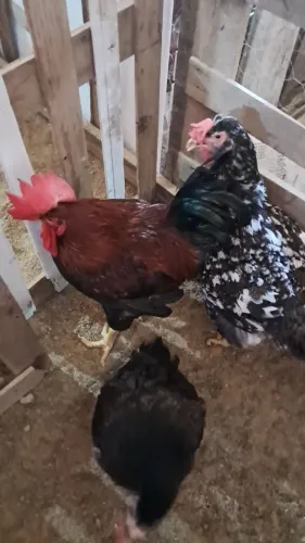 Vendo ovos galados e pintinho de galinha caipira mista