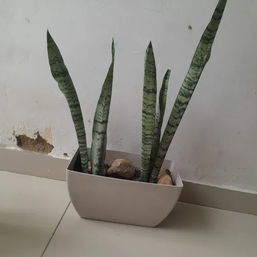Jarro com planta espada de São jorge 