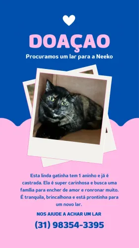 Doação de gatinha castrada 