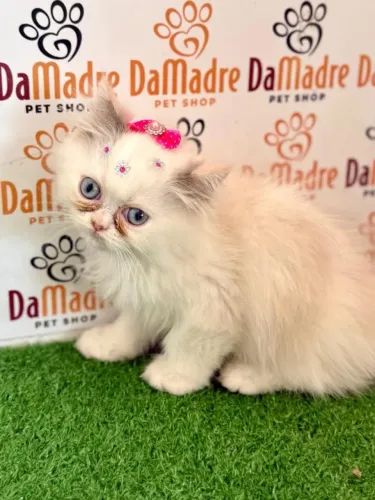 Gato Persa 