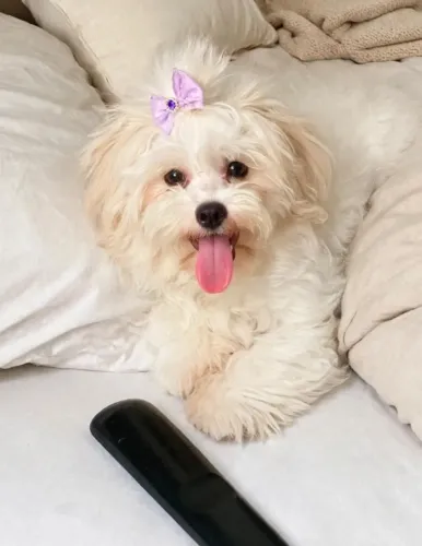 Cachorrinha fêmea