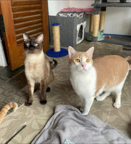 Gatinhos para adoção - castrados/vacinados - São Paulo, Zona Norte