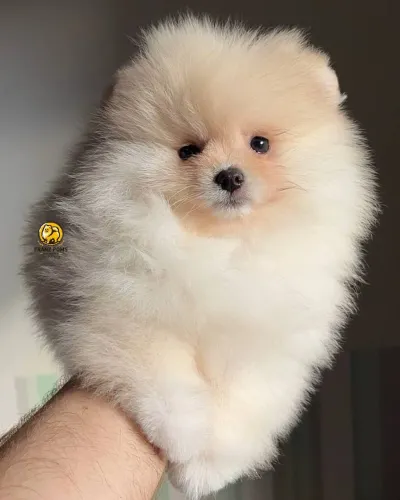 Filhote fêmea de spitz alemao 
