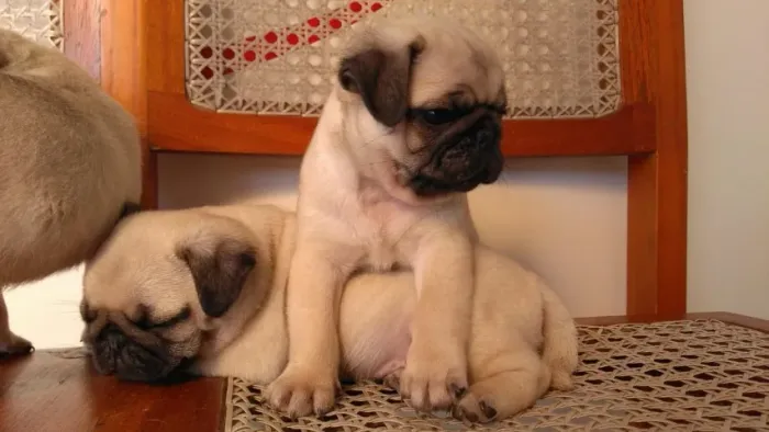 Filhotes de Pug