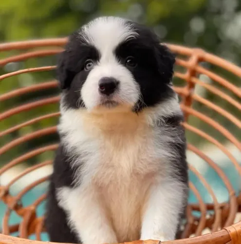 Lindos border collies