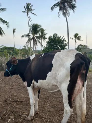Venda de Vaca Leiteira 