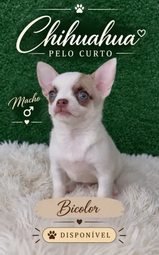 Chihuahua Macho pelo Curto Bicolor 