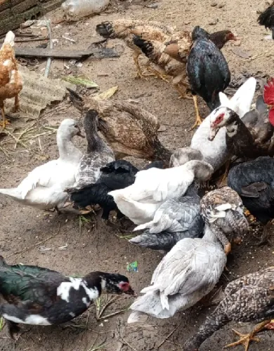 Vendo essas patas não faço entrega 