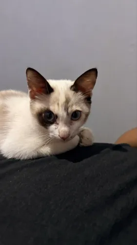 Gato femea