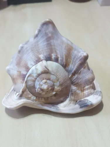 CONCHA NATURAL GIGANTE CASSIS CORNUTA ? PEÇA ÚNICA