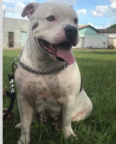 Doação de Pitbull fêmea 3 anos