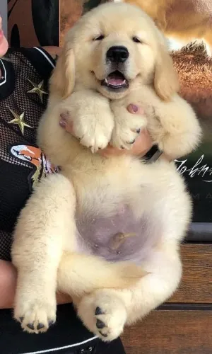 Golden Retriever Quem Procura Qualidade Vai Se Apaixonar 