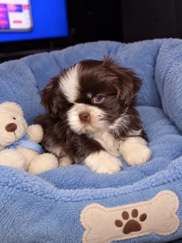 Shih tzu macho e femea miniatura