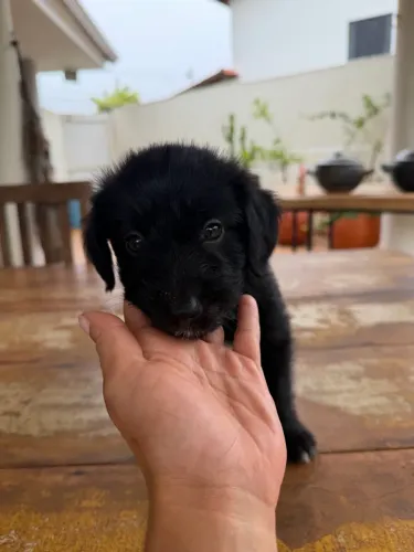 Doação de filhotes de cachorro