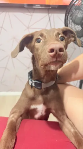 Cachorro fêmea