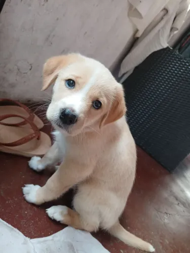 Filhote de labrador