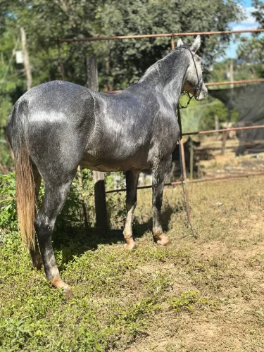 Vende se porta quarto de milha