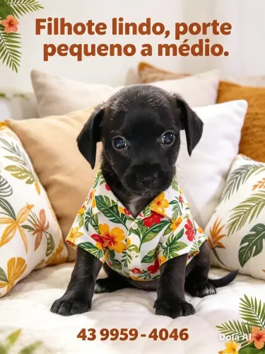 Olha o charme ! Está para adoção!!?