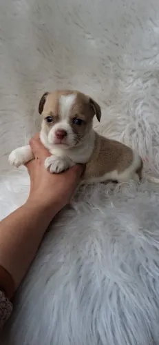 Chihuahua