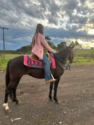 Vendo égua mangalarga marchador