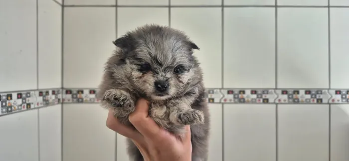 Spitz alemão bbs fofo fêmea e macho lulu da pomerana