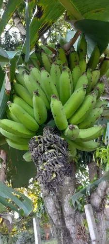 Bananas